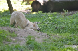 Pup5m12SpringeBineG_pup-21