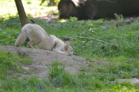Pup5m12SpringeBineG_pup-22
