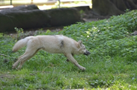 Pup5m12SpringeBineG_pup-24