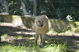 Pup5m12SpringeBineG_pup-26