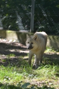 Pup5m12SpringeBineG_pup-27