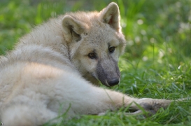 Pup5m12SpringeBineG_pup-28