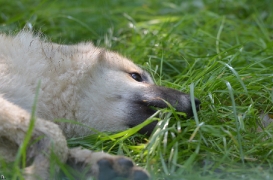 Pup5m12SpringeBineG_pup-29