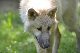 Pup5m12SpringeBineG_pup-31