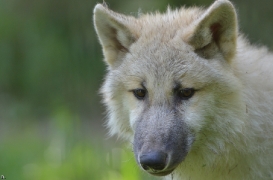 Pup5m12SpringeBineG_pup-32