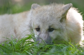 Pup5m12SpringeBineG_pup-33