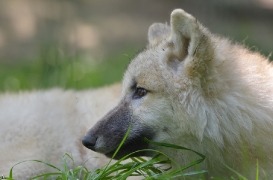 Pup5m12SpringeBineG_pup-35