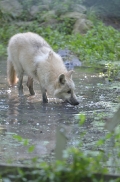 Pup5m12SpringeBineG_pup-36