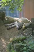 Pup5m12SpringeBineG_pup-38