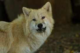 Pup5m13DuisburgKati_01