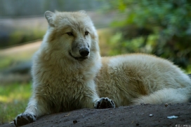 Pup5m13DuisburgKati_04