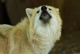 Pup5m13DuisburgKati_11