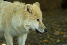 Pup5m13DuisburgKati_12