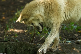 Pup5m13DuisburgKati_17