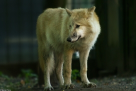 Pup5m13DuisburgKati_20