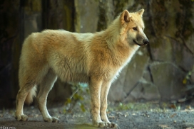 Pup5m13DuisburgKati_21