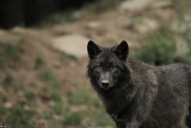 Pup6m11MergentheimKati_blir-01