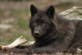 Pup6m11MergentheimKati_blir-03