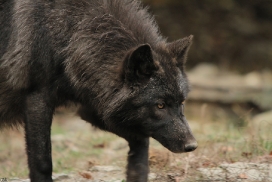 Pup6m11MergentheimKati_blir-05