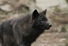 Pup6m11MergentheimKati_blir-06