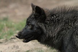 Pup6m11MergentheimKati_blir-07
