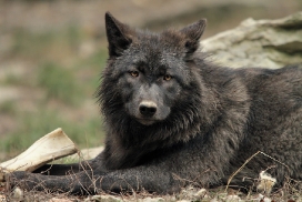 Pup6m11MergentheimKati_blir-08