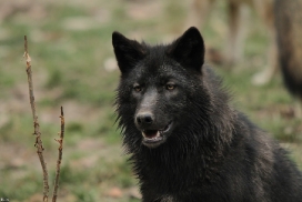 Pup6m11MergentheimKati_blon-03