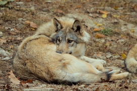 Pup6m11MergentheimKati_kai-01