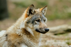 Pup6m11MergentheimKati_kai-03