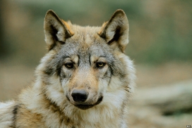 Pup6m11MergentheimKati_kai-04