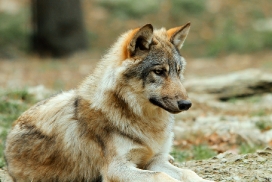 Pup6m11MergentheimKati_kai-05