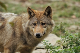 Pup6m11MergentheimKati_red-01