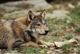Pup6m11MergentheimKati_abz-05