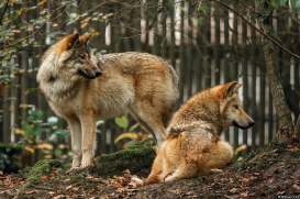 Pup6m15MuensterKati_All-18