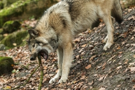 Pup6m15MuensterKati_Aragorn-34
