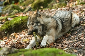 Pup6m15MuensterKati_Aragorn-36