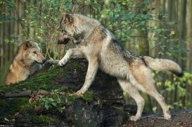 Pup6m15MuensterKati_Aragorn-45