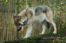 Pup6m15MuensterKati_Aragorn-48