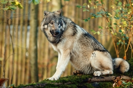 Pup6m15MuensterKati_Aragorn-49