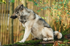 Pup6m15MuensterKati_Aragorn-50