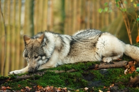 Pup6m15MuensterKati_Aragorn-51