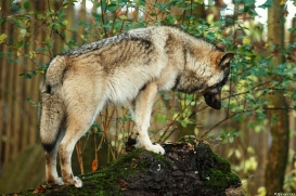 Pup6m15MuensterKati_Aragorn-54