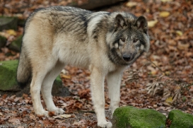 Pup6m15MuensterKati_Aragorn-59