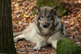 Pup6m15MuensterKati_Aragorn-60