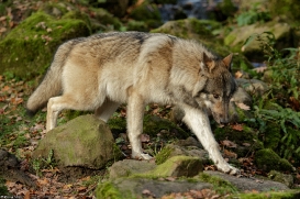 Pup6m15MuensterKati_Aragorn-62