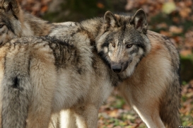 Pup6m15MuensterKati_Aragorn-63