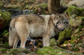 Pup6m15MuensterKati_Aragorn-65