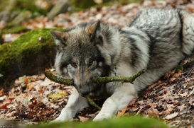 Pup6m15MuensterKati_Aragorn-77