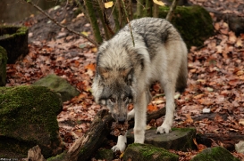 Pup6m15MuensterKati_Aragorn-78