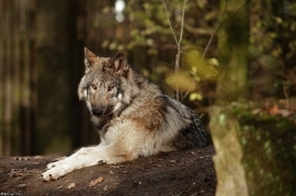 Pup6m15MuensterKati_Aragorn-79
